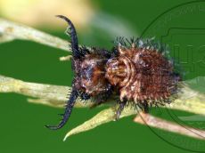 Libelloides-macaronius_личинка_I